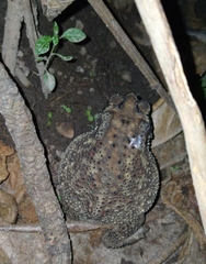 Duttaphrynus melanostictus