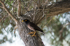 Acridotheres tristis