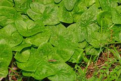 Arisarum vulgare
