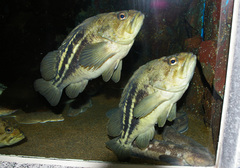 Threestripe Rockfish photo 1