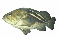 Threestripe Rockfish photo 3