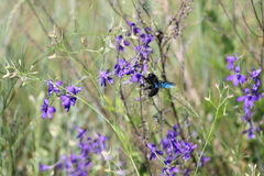 Xylocopa valga