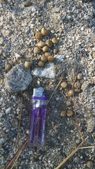 Sylvilagus cunicularius