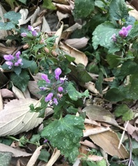 Lamium maculatum