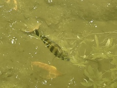 Heterotilapia buettikoferi