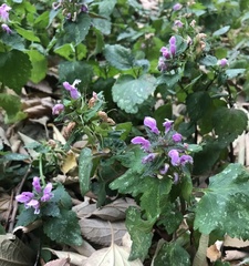 Lamium maculatum