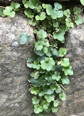 Cymbalaria muralis