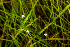 Oldenlandia rosulata
