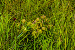 Pachycarpus grandiflorus