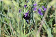 Xylocopa valga