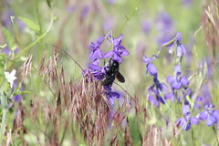 Xylocopa valga