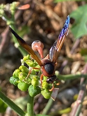 Delta dimidiatipenne