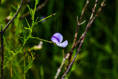 Psoralea abbottii