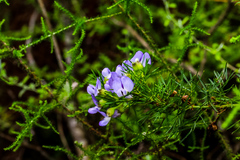 Psoralea glabra