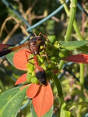 Delta dimidiatipenne