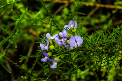 Psoralea glabra