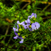 Psoralea glabra - Photo (c) graham_g,  זכויות יוצרים חלקיות (CC BY-NC)