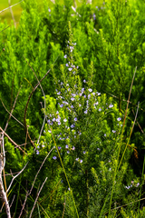 Psoralea glabra
