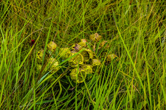 Pachycarpus grandiflorus