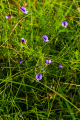 Psoralea abbottii