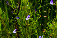 Psoralea abbottii