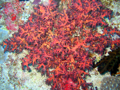 Chironephthya