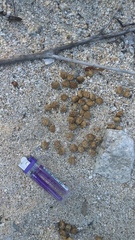 Sylvilagus cunicularius