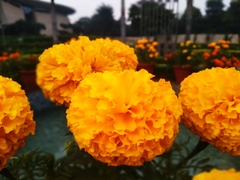 Tagetes
