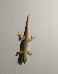 Hemidactylus frenatus