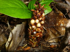Kopsiopsis hookeri