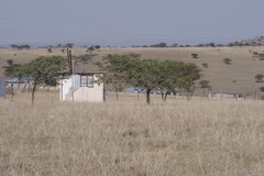 Vachellia karroo