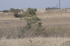 Acacia mearnsii