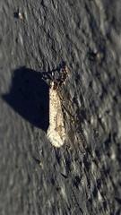 Deuterotinea casanella