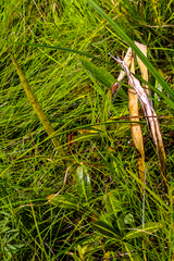 Raphionacme palustris