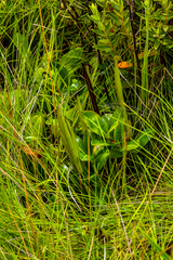 Raphionacme palustris