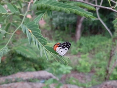 Talicada nyseus nyseus