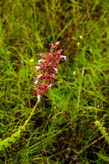 Syncolostemon ramulosus