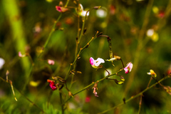 Tephrosia polystachya