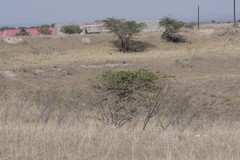 Vachellia karroo