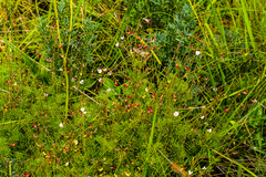 Tephrosia polystachya