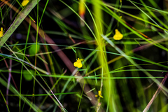 Utricularia prehensilis