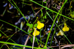 Utricularia prehensilis