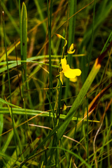 Utricularia prehensilis