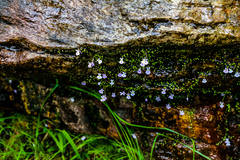 Utricularia sandersonii