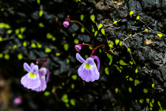 Utricularia sandersonii