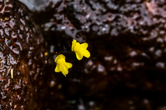 Utricularia subulata