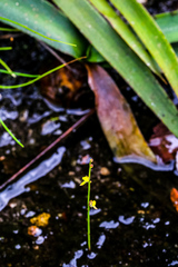 Utricularia subulata