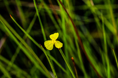 Xyris capensis