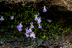 Utricularia sandersonii