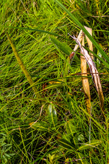 Raphionacme palustris